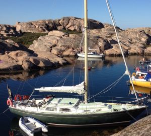 bild Finnrose 37 
