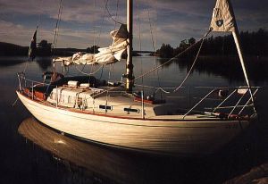 bild Great Dane 28 